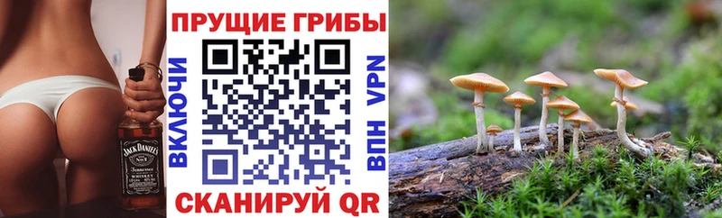 Псилоцибиновые грибы мухоморы  как найти закладки  Грозный 